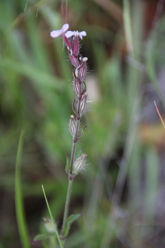 iNaturalist observation photo of Small-flowered Catchfly