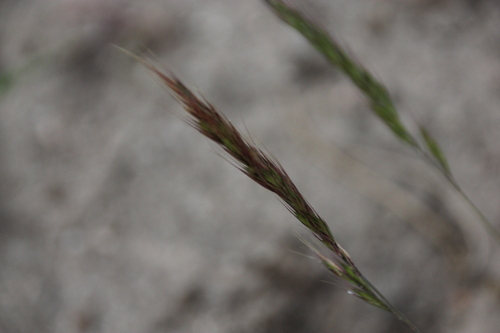 iNaturalist observation photo of wild ryes and wheatgrasses