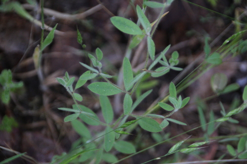 iNaturalist observation photo of Spanish clover