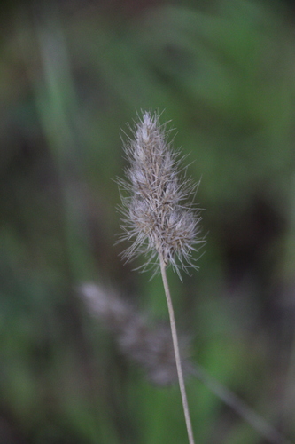 iNaturalist observation photo of bristly dogtail grass