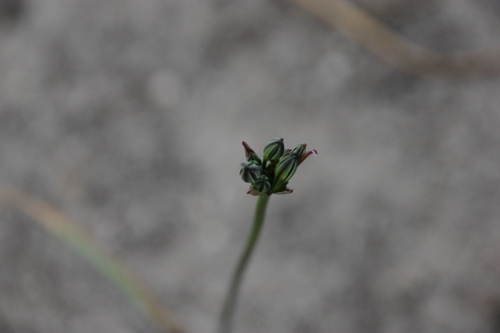 iNaturalist observation photo of grasses, sedges, cattails, and allies
