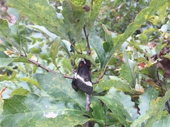 Hemileuca maia maia