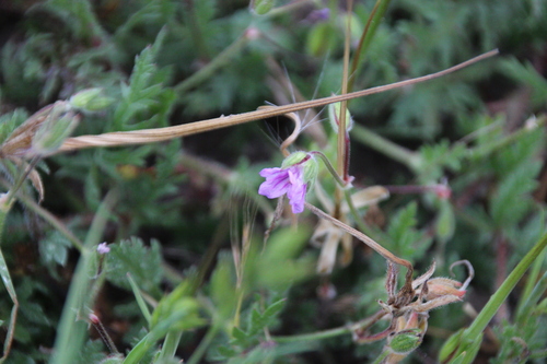 iNaturalist observation photo of Mediterranean Stork's-bill