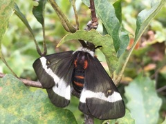 Hemileuca maia maia