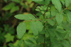 Ligustrum tschonoskii