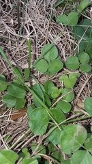 Desmodium rotundifolium