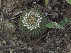 Mammillaria lindsayi