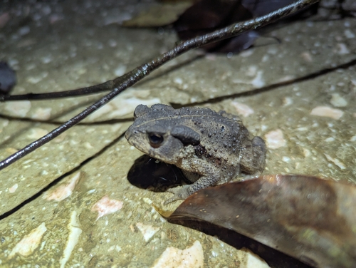Asiatic Toad