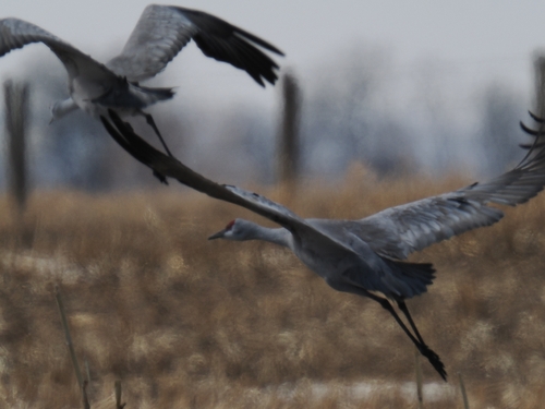 Sandhill Crane
