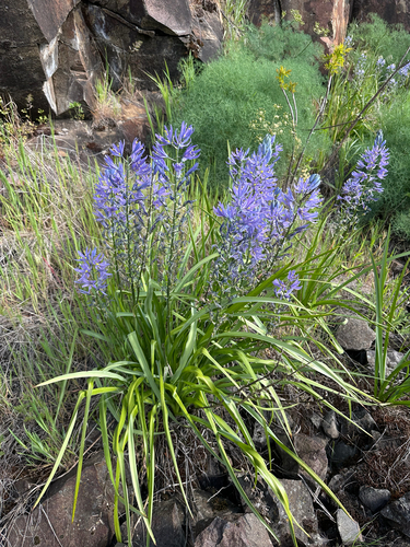 Camassia cusickii, photograph 1