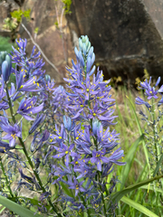 Camassia cusickii, photograph (c) Kieran Hanrahan, some rights reserved (CC BY)