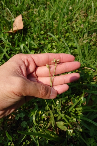 Murdannia loriformis, photograph 3
