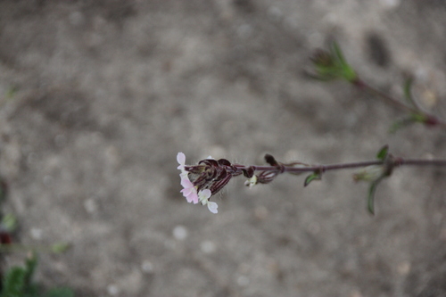 iNaturalist observation photo of Small-flowered Catchfly