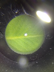 Ceroplastes sinensis