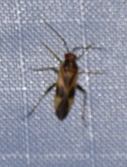 Orthotylus ornatus