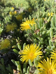 Malephora crocea