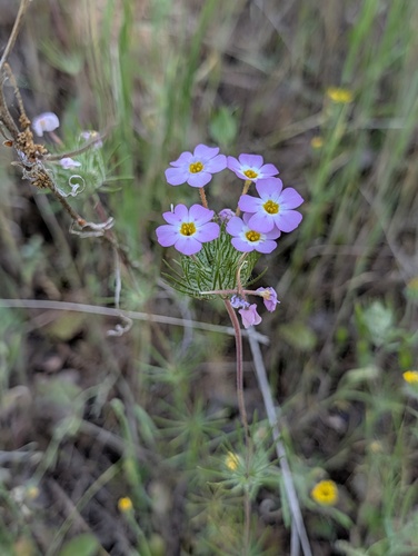 Leptosiphon montanus, photograph 3