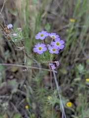 Leptosiphon montanus, photograph (c) Trevor Van Loon, some rights reserved (CC BY)