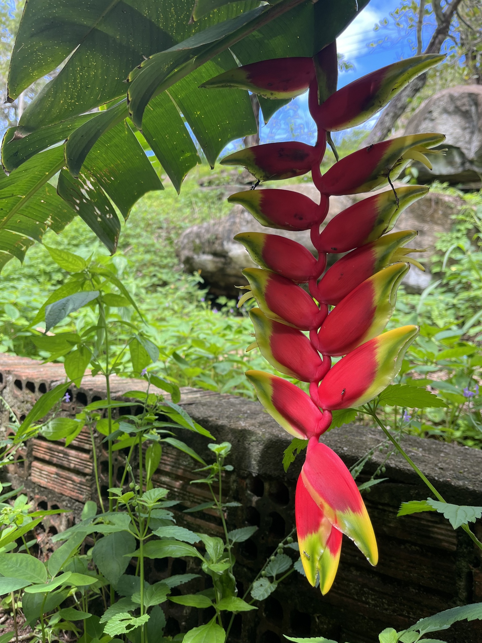 Heliconia rostrata