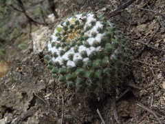 Mammillaria lindsayi
