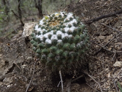 Mammillaria lindsayi