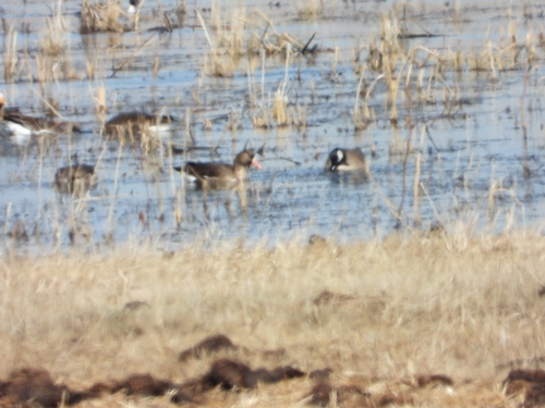 Greater White-fronted Goose