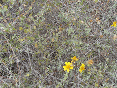 Bahiopsis chenopodina