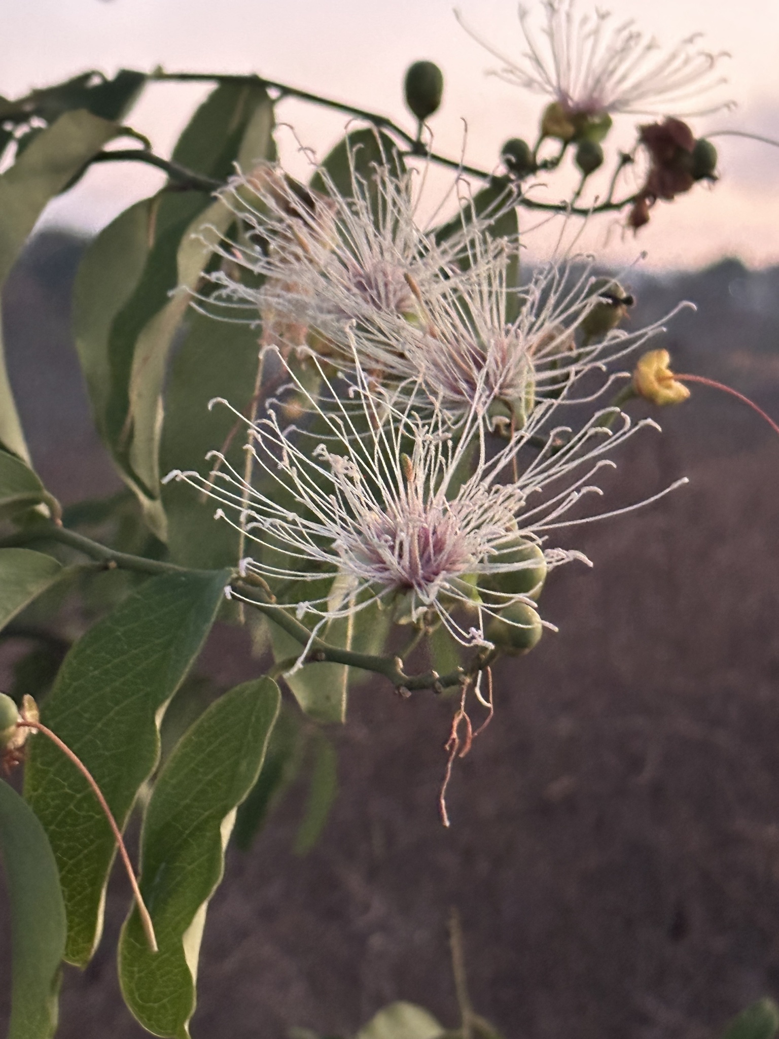 Cynophalla hastata