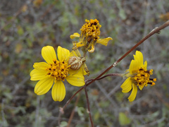 Bahiopsis chenopodina