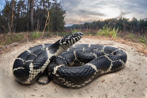 Eastern Kingsnake, North Carolina, US, photo 10 of 10