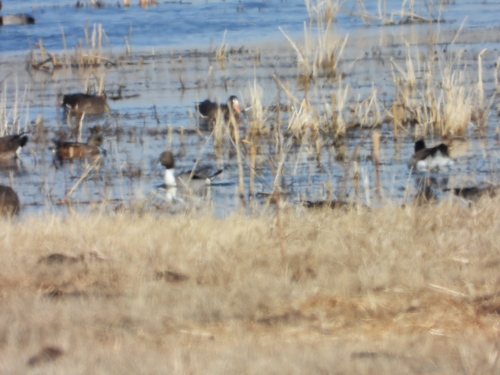 Northern Pintail