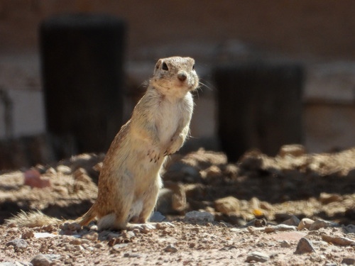 Ardillón punteado observed by mothito