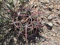 Ferocactus emoryi emoryi