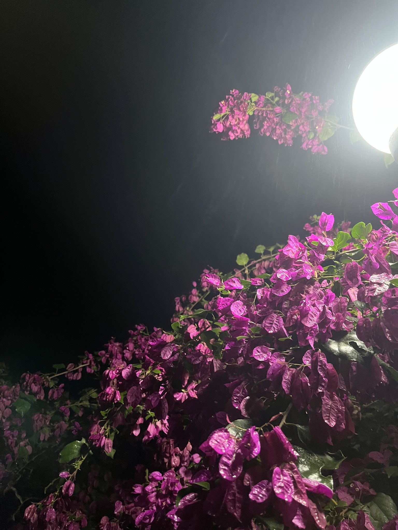 Bougainvillea spectabilis