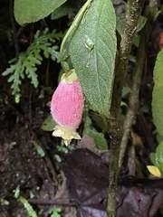 Kohleria affinis