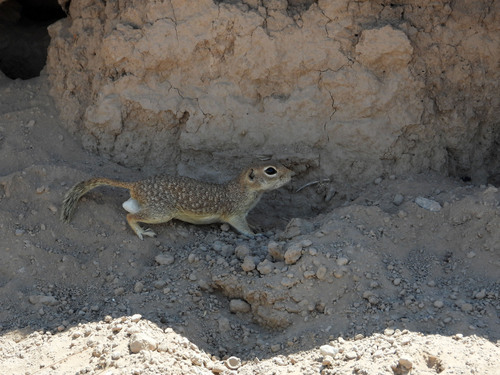 Ardillón punteado observed by mothito