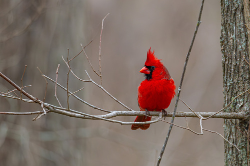 Northern Cardinal photographed in Texas