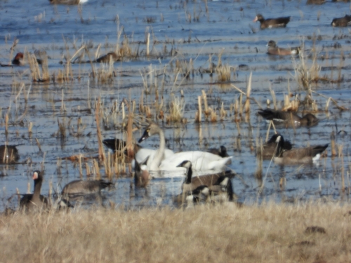 Tundra Swan