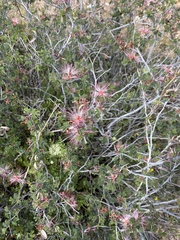 Calliandra eriophylla