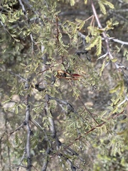 Calliandra eriophylla