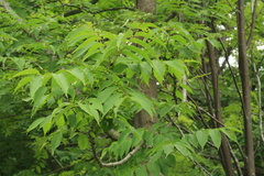 Fraxinus mandshurica