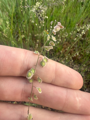 Thysanocarpus curvipes, photograph 6