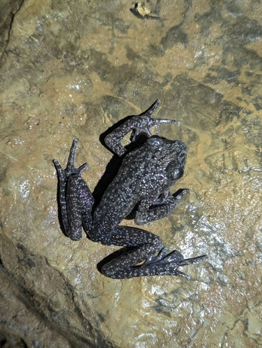 Red-spotted Toothed Toad