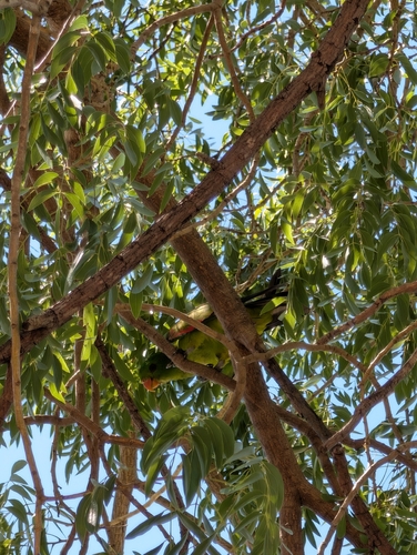 Red-winged Parrot