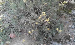 Parthenium argentatum