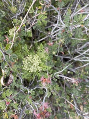 Daucus pusillus