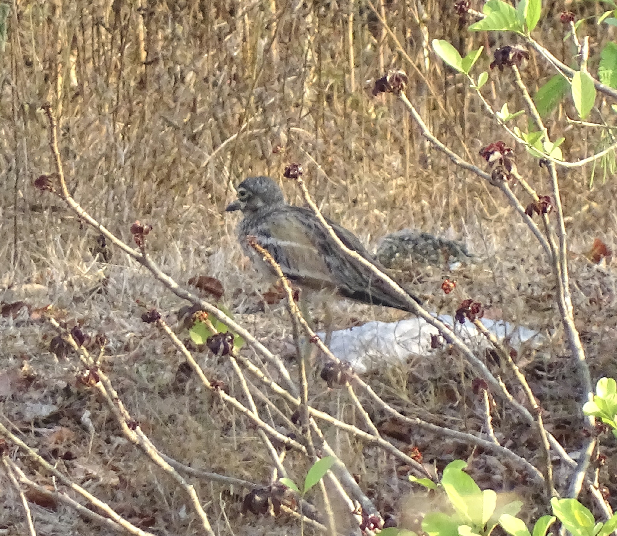Indian Stone-curlew (Burhinus indicus), photo 6