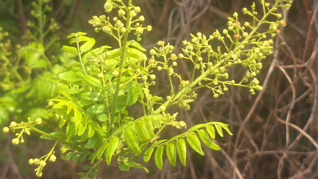 Clausena excavata, 357台灣苗栗縣通霄鎮城北里