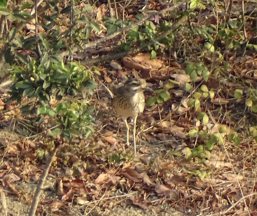 Indian Stone-curlew (Burhinus indicus), photo 5