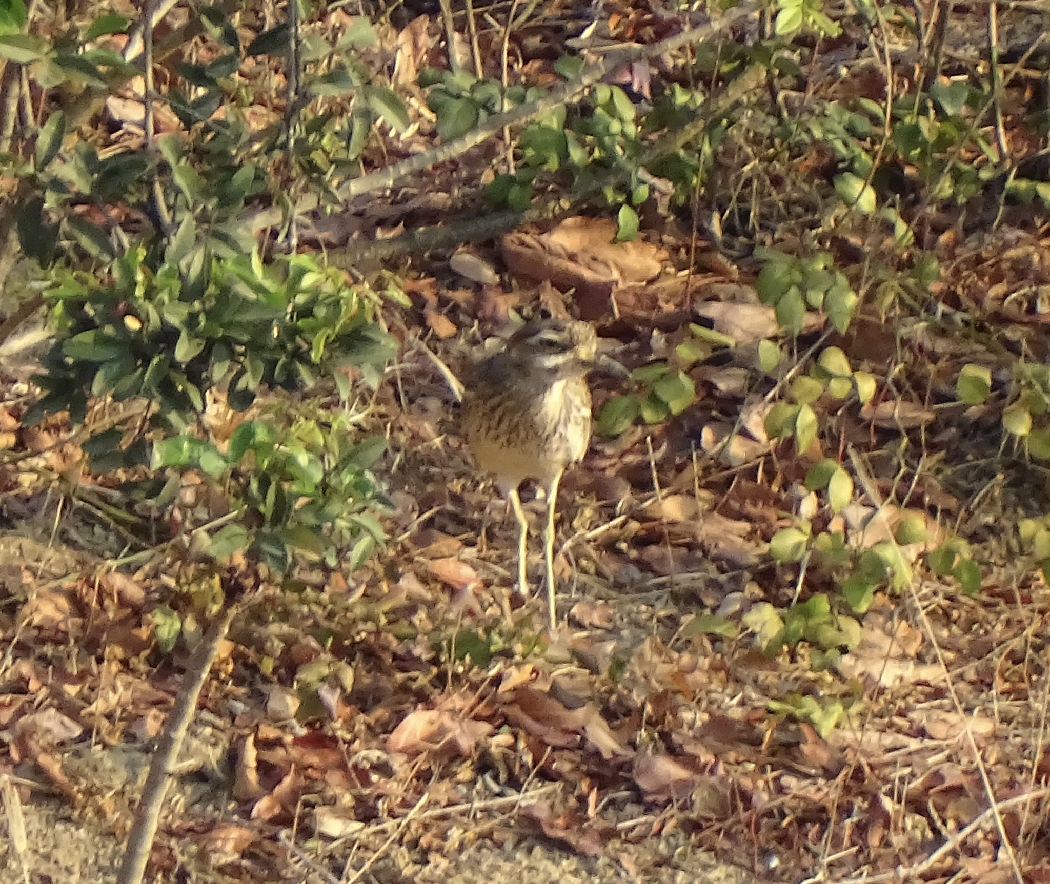 Indian Stone-curlew (Burhinus indicus), photo 7